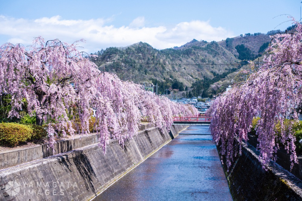 Kuratsu River weeping cherry trees