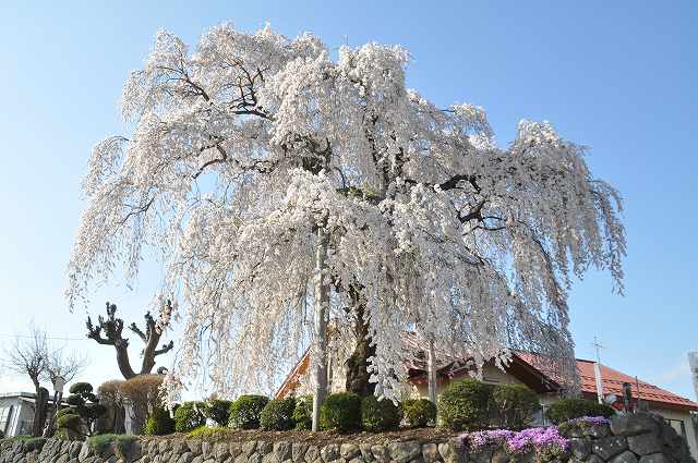 Shidare sakura cherry tree at Gongendo
