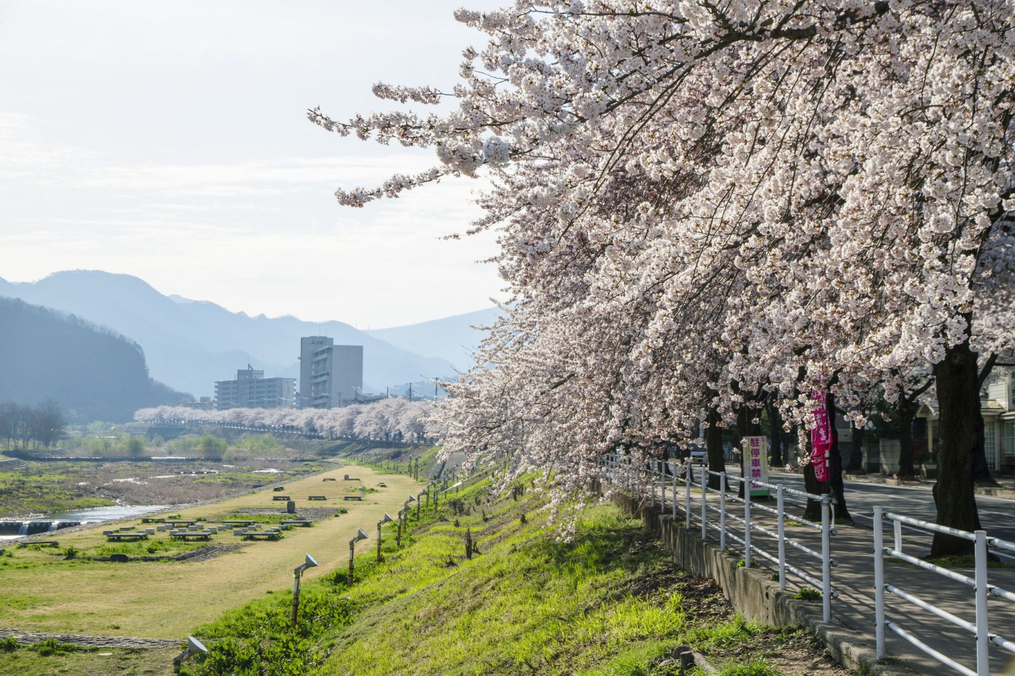 Mamigasaki riverside cherry blossom line