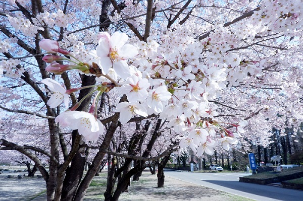 [Feature] Yamagata City in Spring! Cherry blossoms and food tour (2019)
