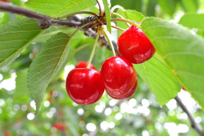 Cherry picking activity article