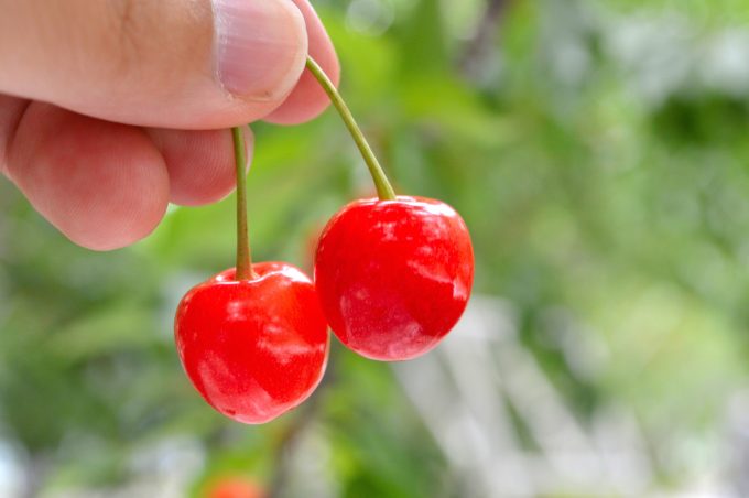 [Feature] Luxury cherry-picking in Yamagata! OHSYO Fruits Farm in Tendo City