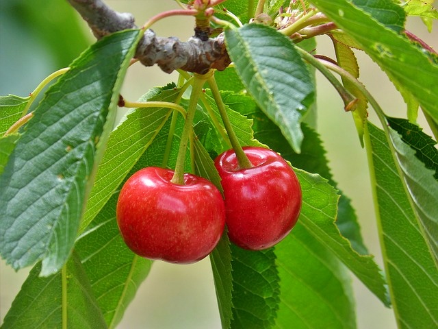 Kisaburo Cherry Orchard