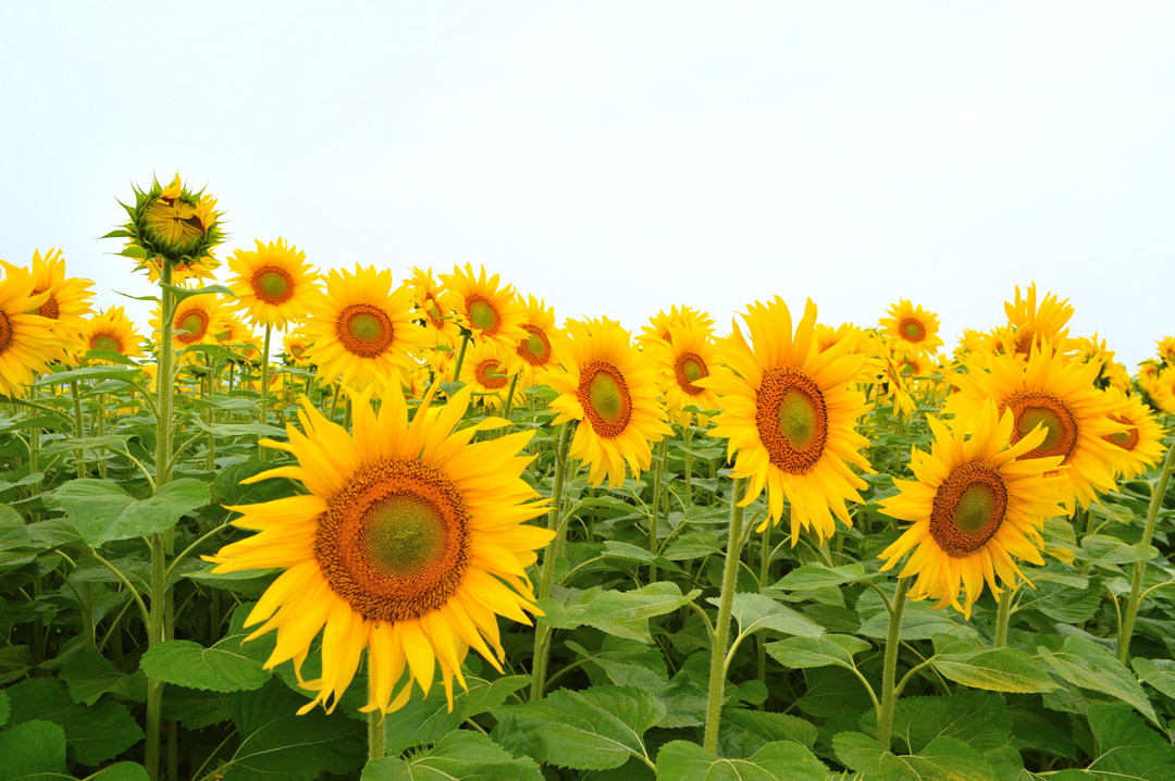 [Feature] Fun for the summer! Sunflower Maze in Nakayama Town