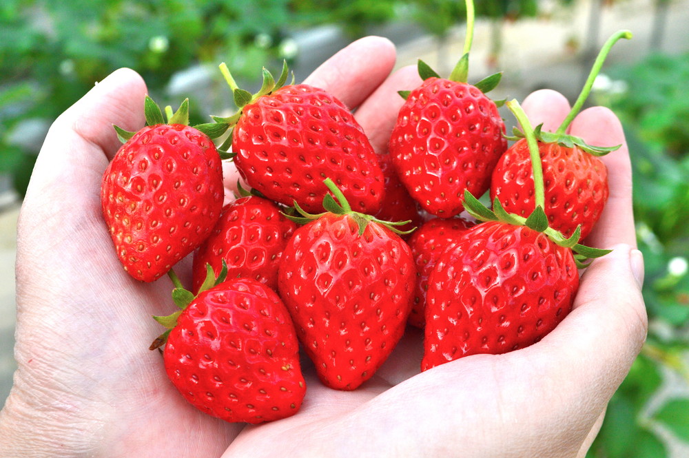 [Feature] Strawberry Farm! Pick strawberries in Sagae