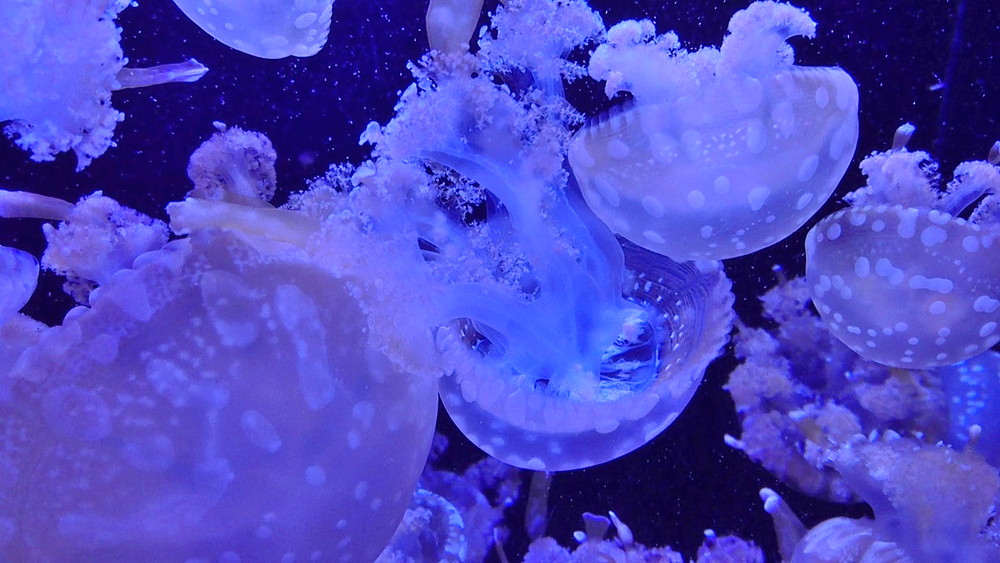 [Feature] Kamo Aquarium! Jellyfish Dream Hall in Tsuruoka