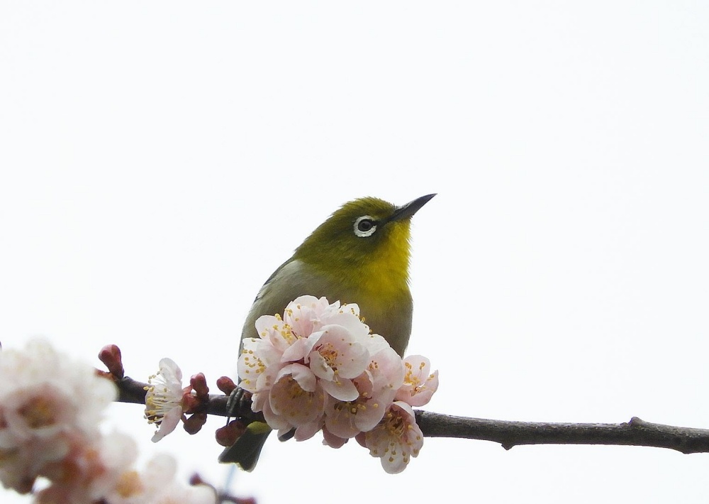 山形県 春 初夏の風景 景色を楽しむ観光まとめ Visit Yamagata
