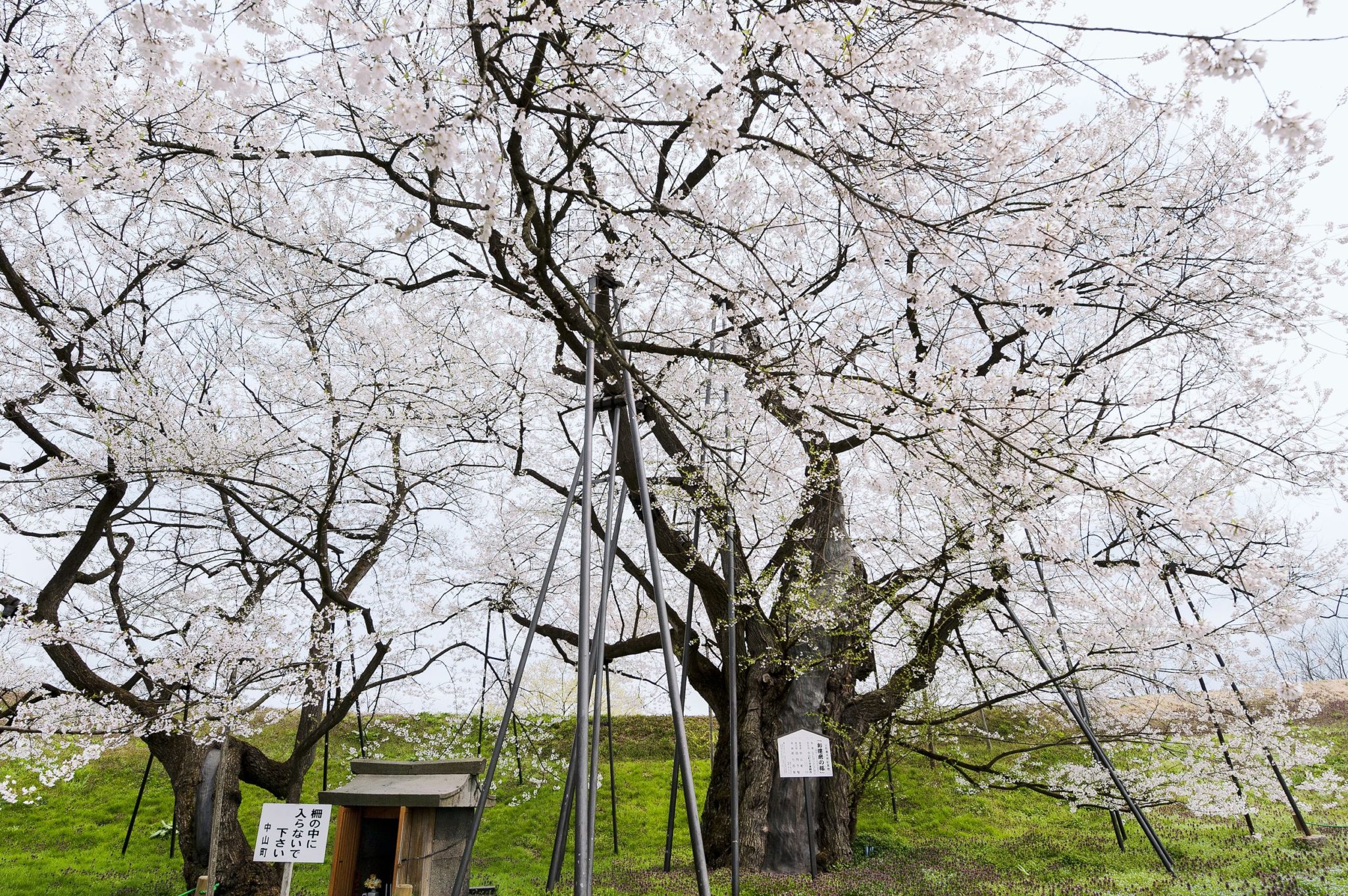 Cherry blossoms at Odaruma (Nakayama Town)