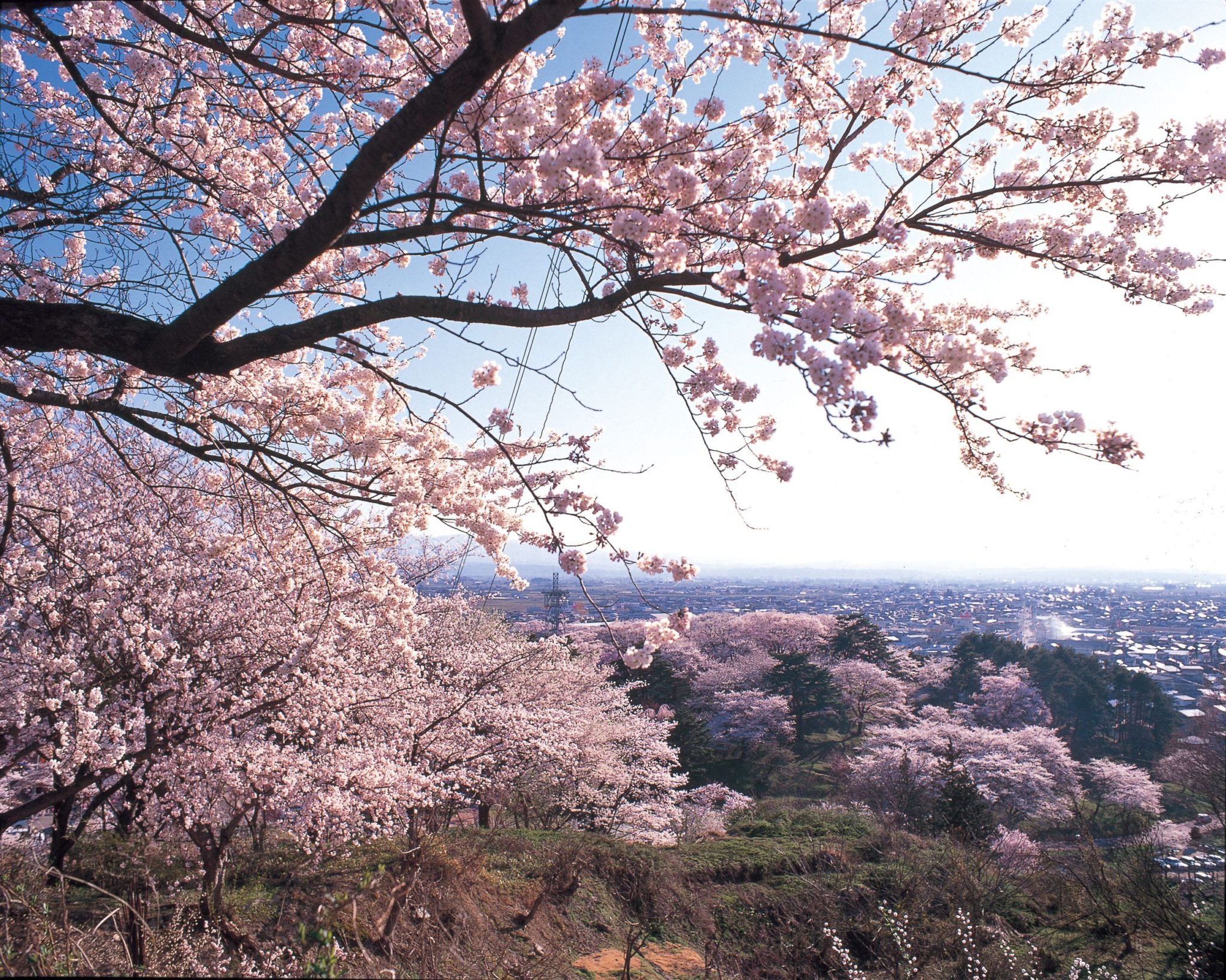 Cherry blossoms at Eboshiyama Park