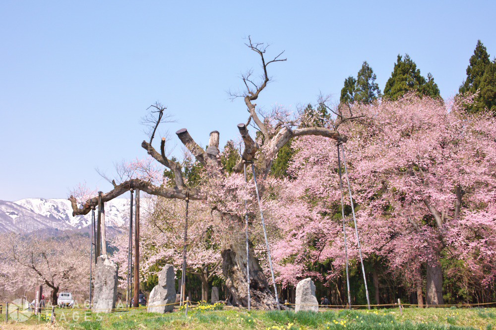 Cherry trees at Kamanokoshi-noson Park (Shirataka Town)