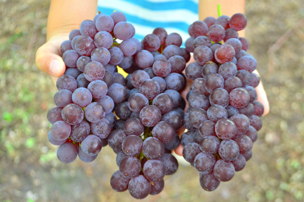 [Feature] Konno Vineyard! Grape picking in Yamagata