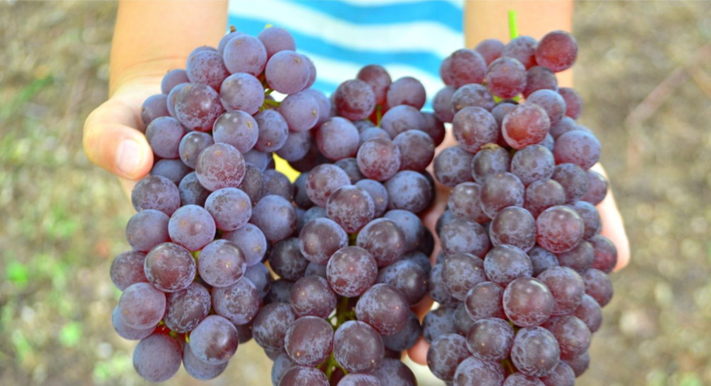 [Feature] Grape hunting in Yamagata! Yamagata City's Kono Vineyard offers unlimited time for exquisite grapes! !