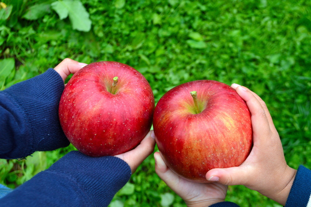 [Activity] Apple Picking! Kosaku Orchard in Asahi Town!