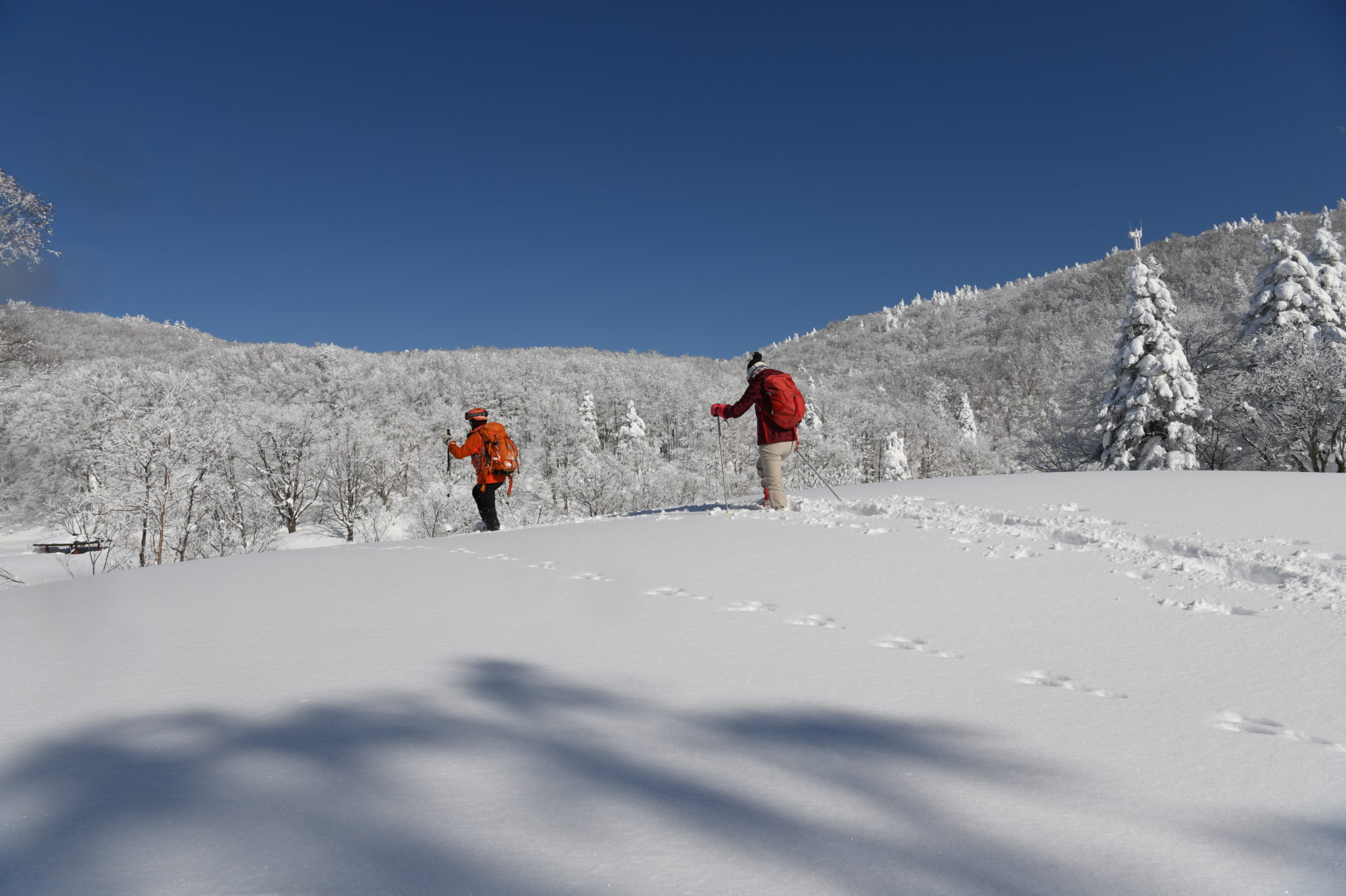 Snowshoes Trekking at Zao! Snow Monsters with a guide