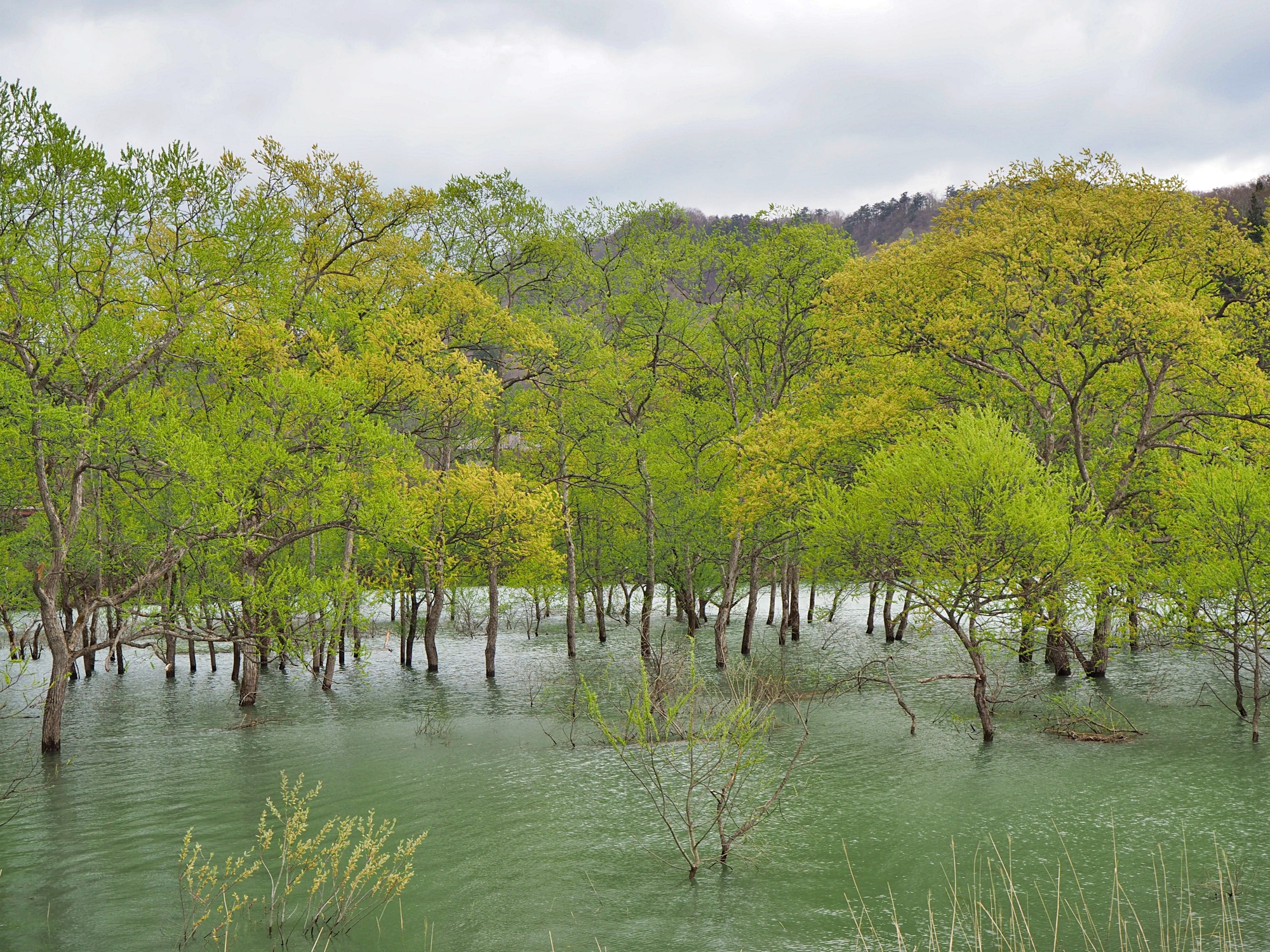 Flooded forest of Lake Shirakawa