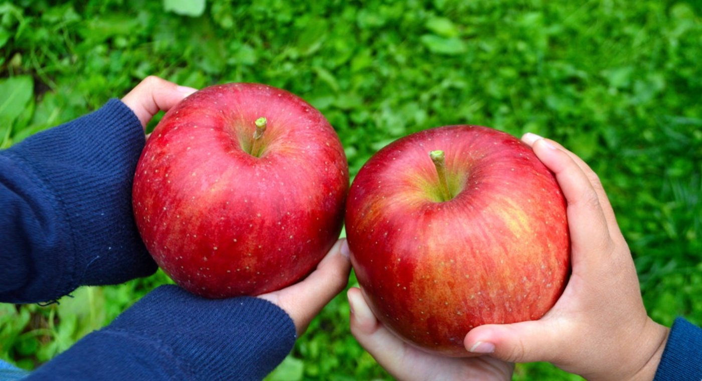 体験記事 山形で幸せを作るりんご狩り 朝日町の 幸作りんご園 で非日常を満喫 Visit Yamagata