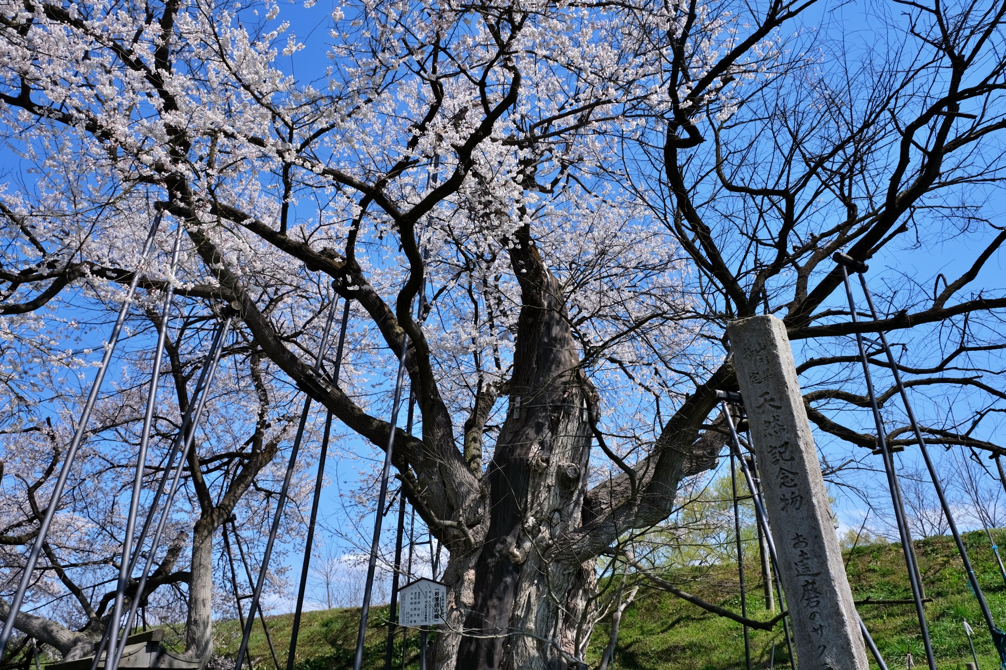 お達磨の桜公園