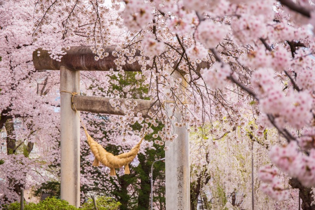 赤湯温泉 桜まつり