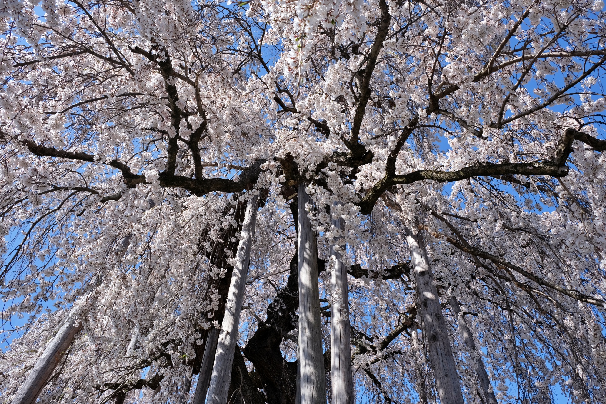 【まとめ】山形県の桜まつり2023｜さくら舞う🌸美しい春の山形を楽しもう！