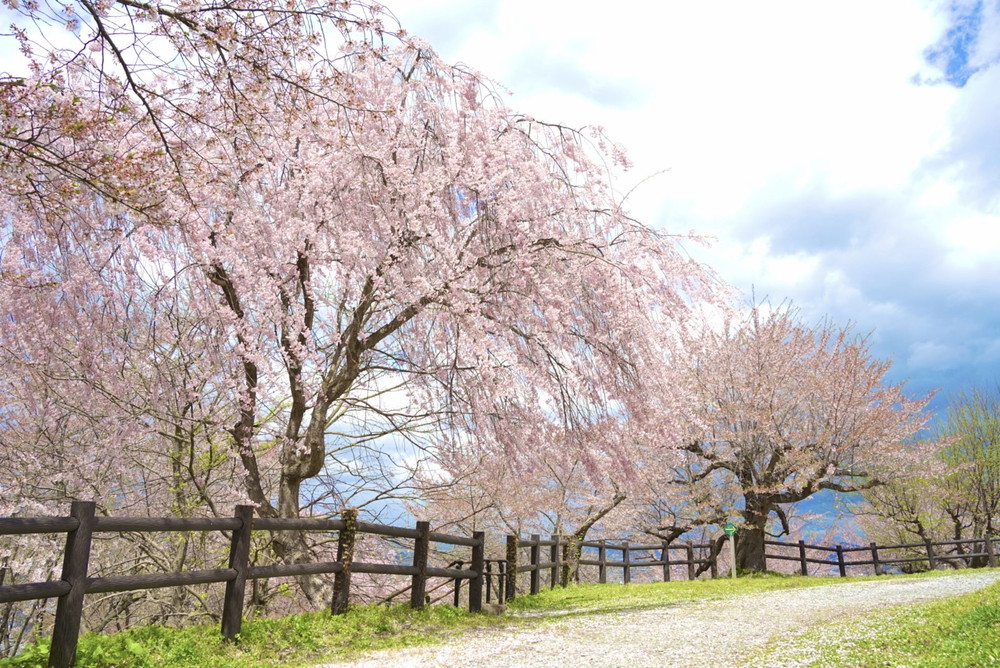【まとめ】山形県の桜まつり2024｜さくら舞う🌸美しい春の山形を楽しもう！