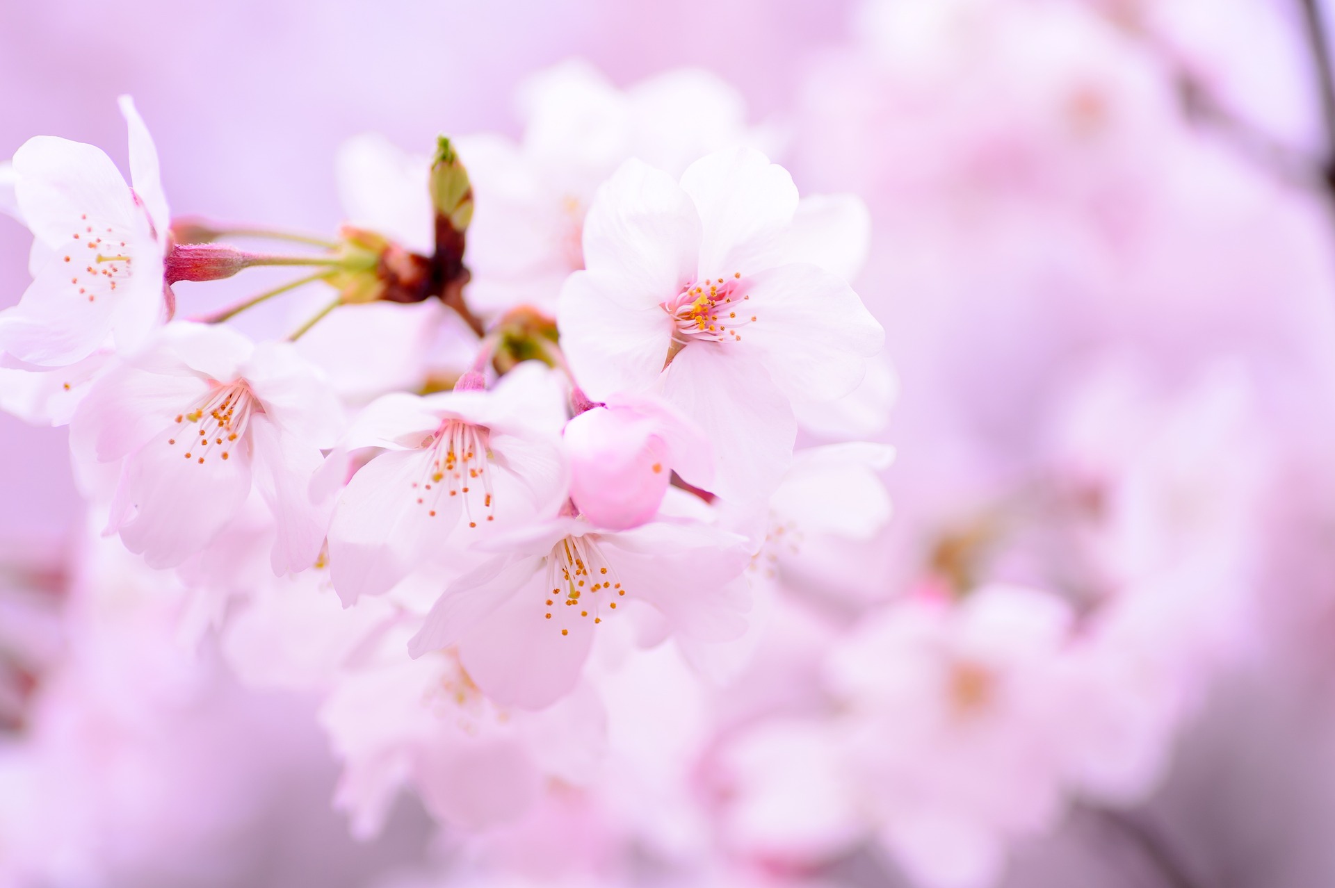春の桜マルシェ