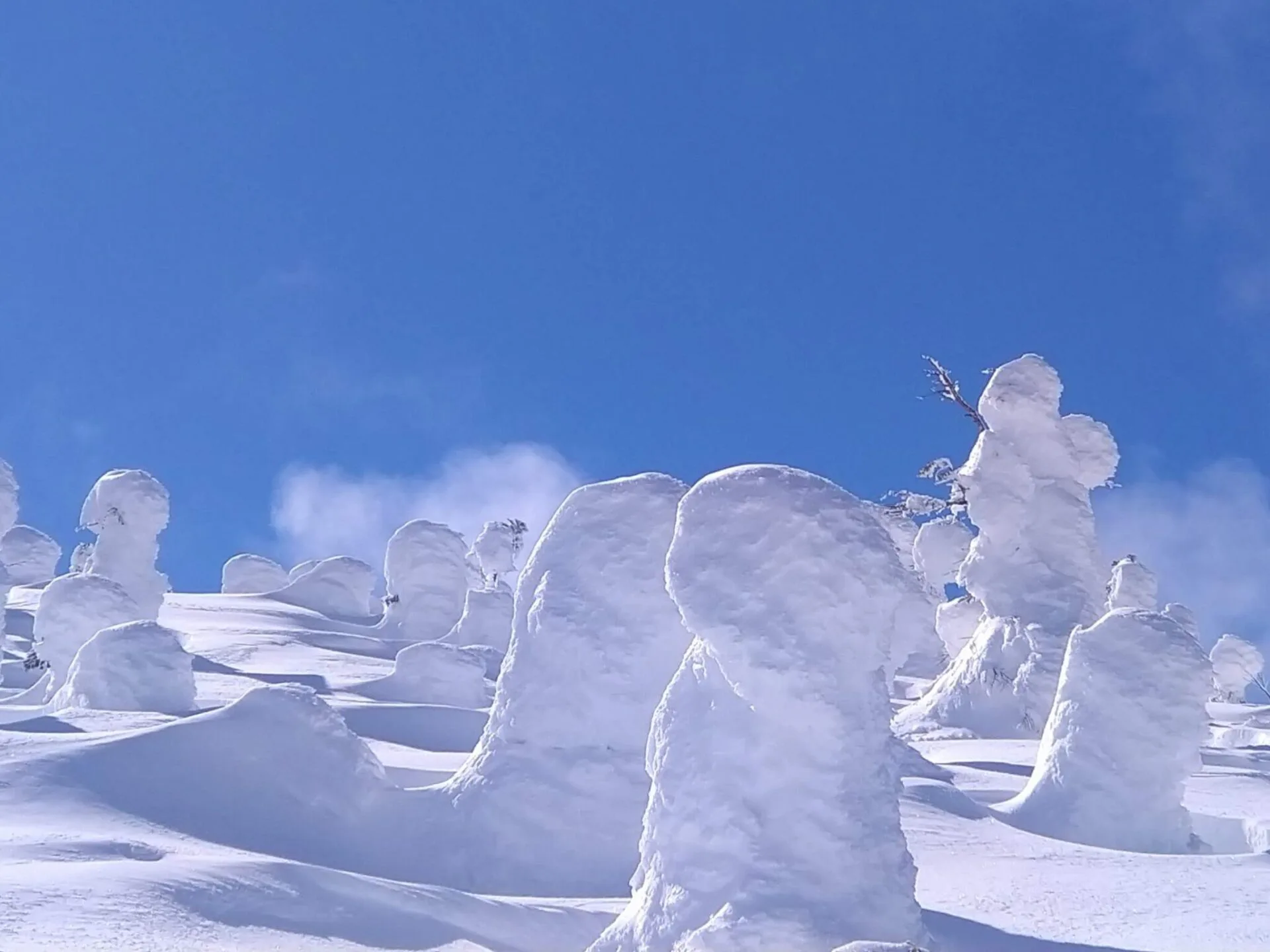 白い森 スノーフェスティバル in 道の駅白い森おぐに | 山形 まるごと