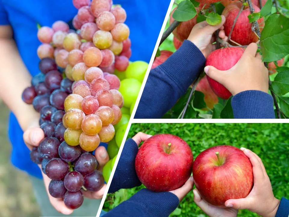 まとめ】2025年 かみのやま秋のくだもの狩り🍇・🍎｜4つの果樹園を一挙