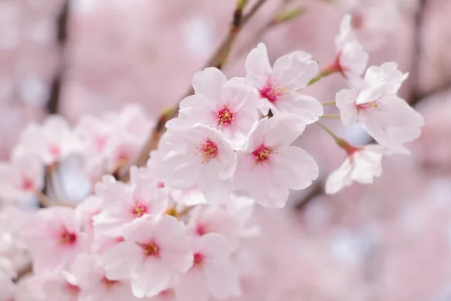 Summary] Cherry Blossom! All the Spring Festivals in Yamagata