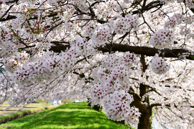 中山河川公園 桜まつり