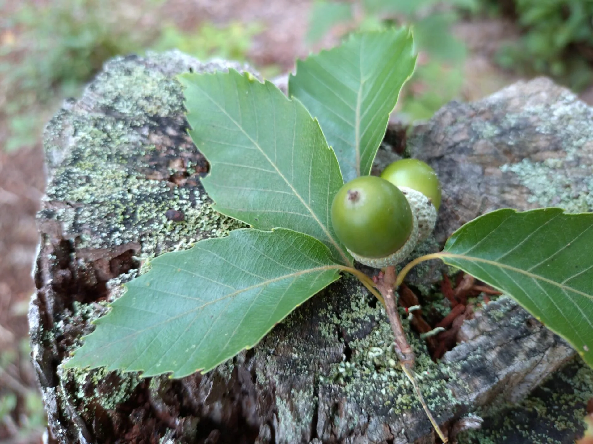 毎週更新】2024年 山形県の週末イベント情報 ｜9月7日(土)・9月8日
