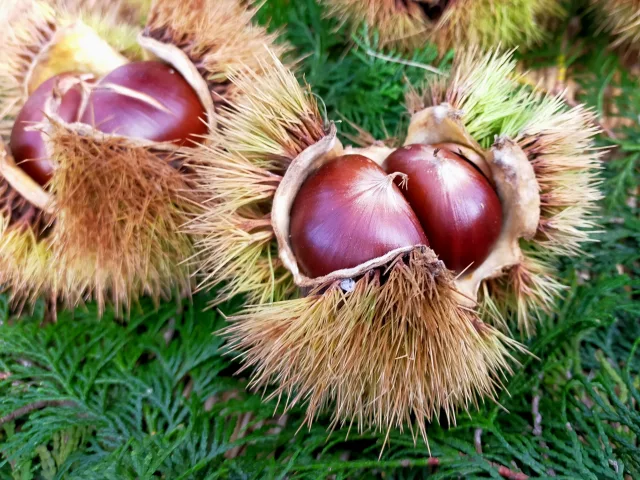 毎週更新】2024年 山形県の週末イベント情報 ｜9月14日(土)～9月16日