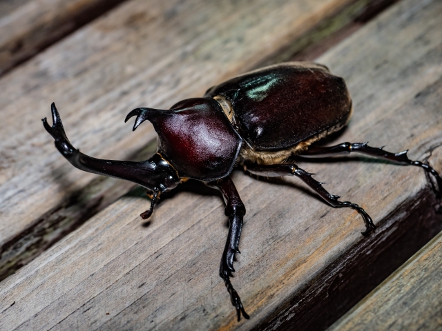 第32回 全国かぶと虫 相撲大会