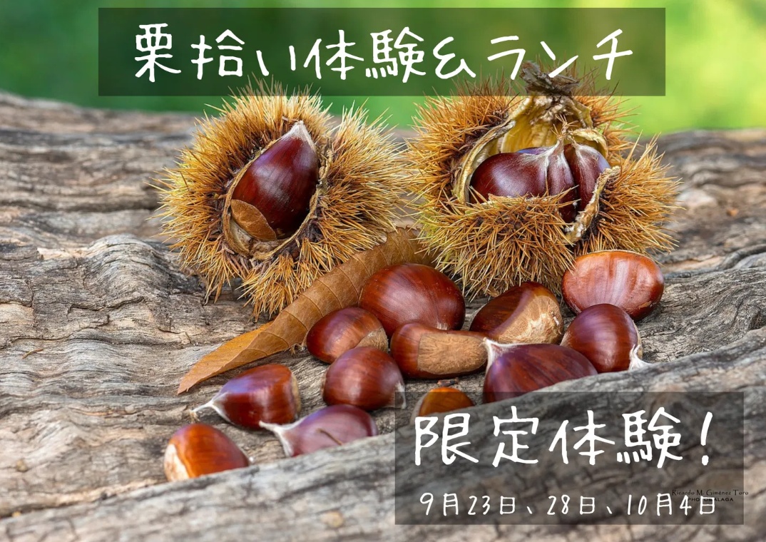 【限定体験】栗拾い & 焚火で秋のランチを味わおう♪