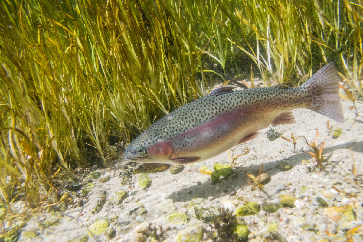 【特集記事】 川魚の平澤養鱒場｜名水百選の里で育つ「さくらんぼサーモン」