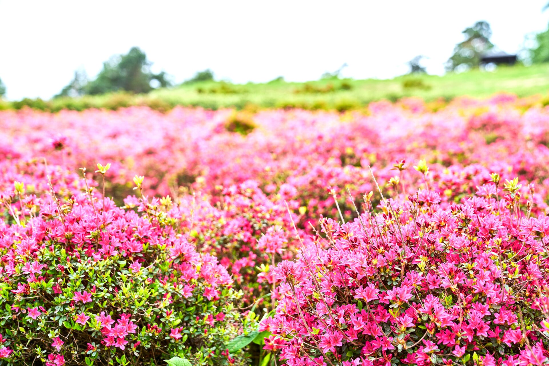 つつじ園【寒河江公園】