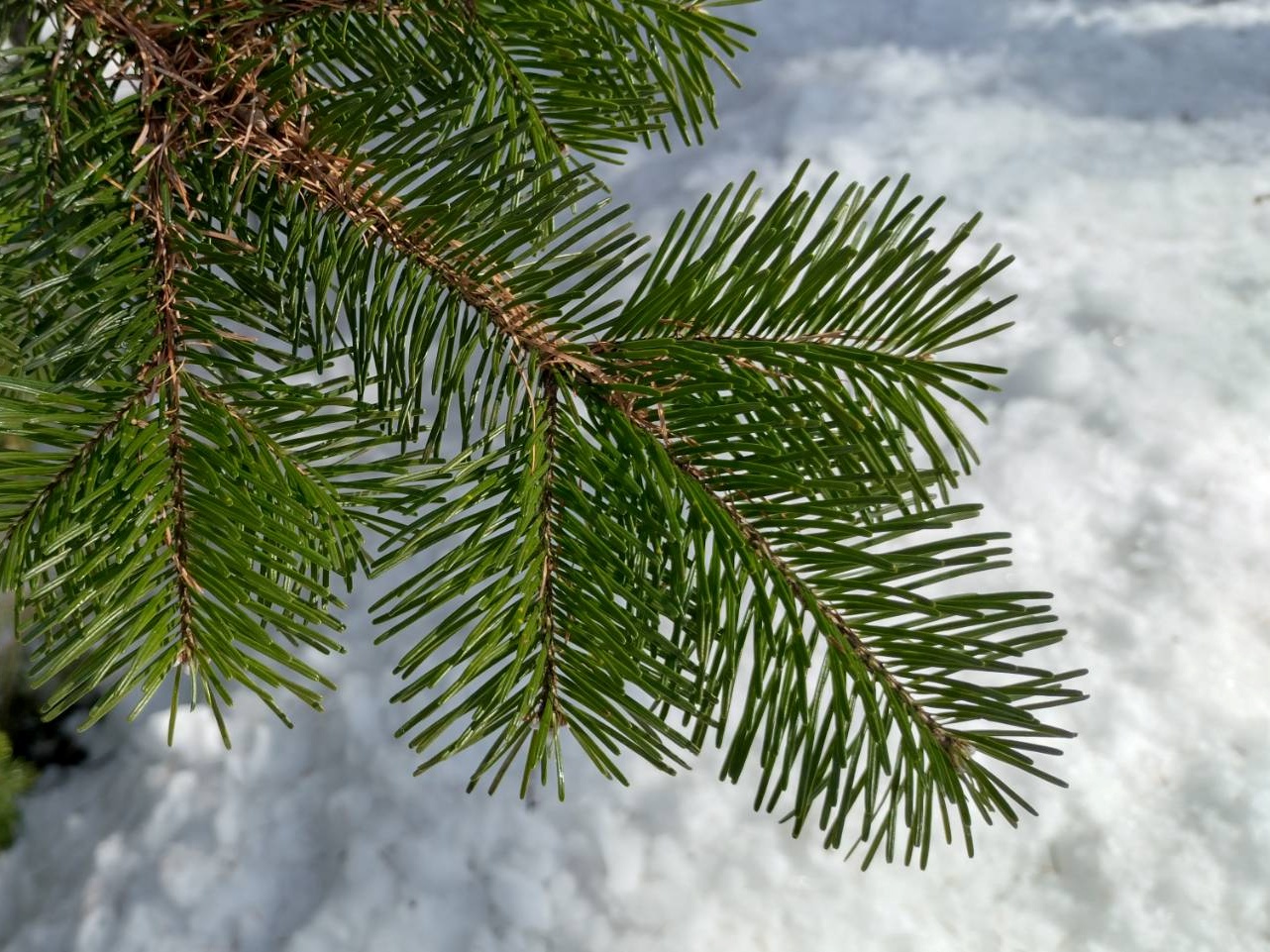 【毎週更新】2026年 山形県の週末ベント情報 ｜2月21日(土)～2月23日(月・祝)