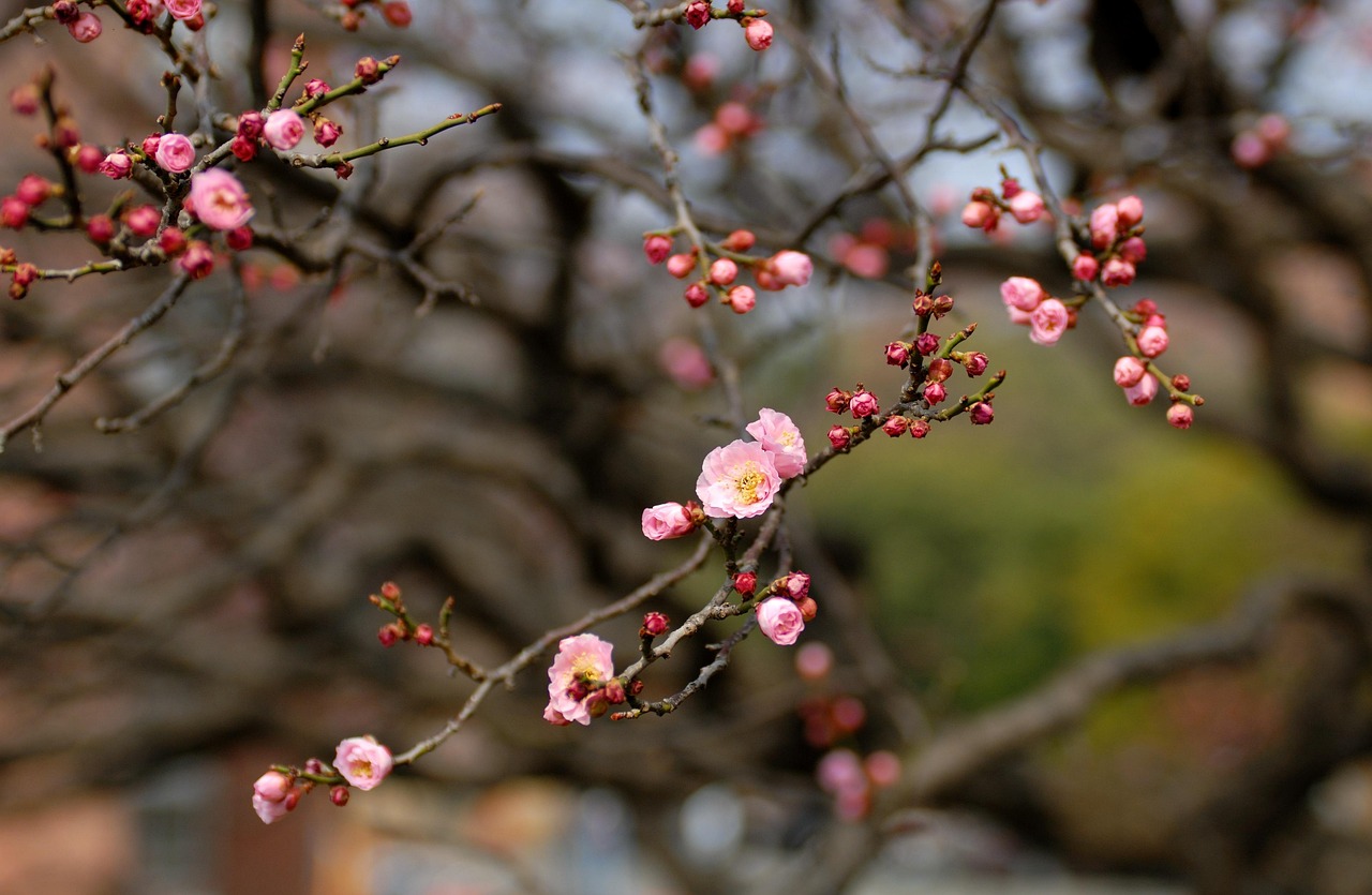 【毎週更新】2026年 山形県の週末ベント情報 ｜2月28日(土)・3月1日(日)