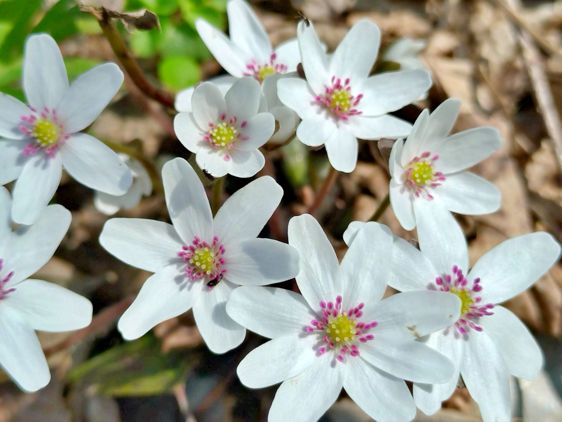 【毎週更新】2026年 山形県の週末ベント情報 |4月4日(土)・4月5日(日)