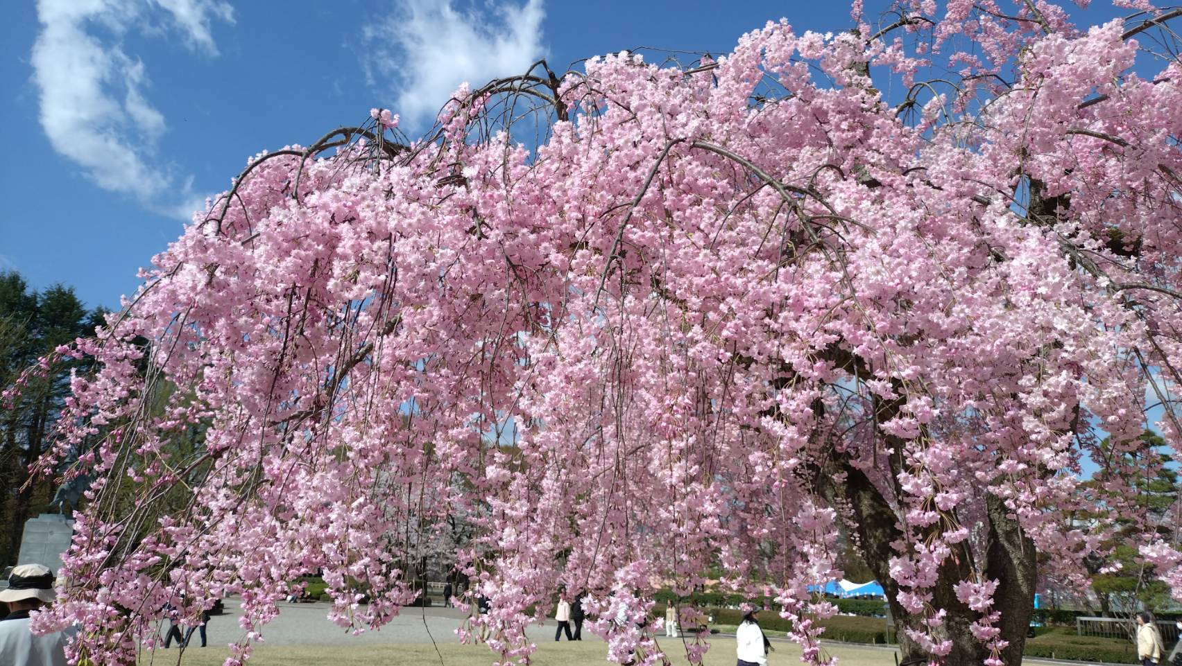 【毎週更新】2026年 山形県の週末ベント情報 |4月18日(土)・4月19日(日)