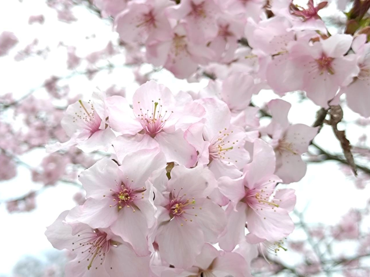 【毎週更新】2026年 山形県の週末ベント情報 |4月11日(土)・4月12日(日)